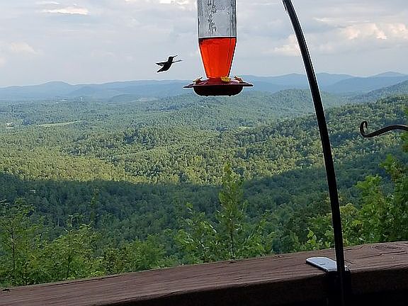 Hummingbird off the balcony