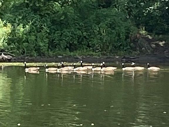 Geese -wildlife on the Creek