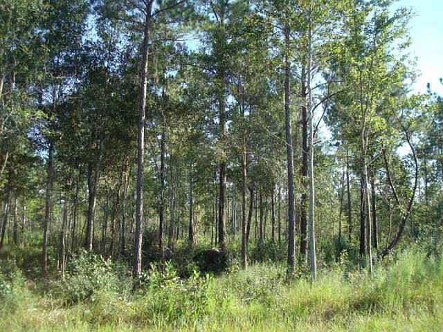 1st image of 22 Highway 210 LOT 22