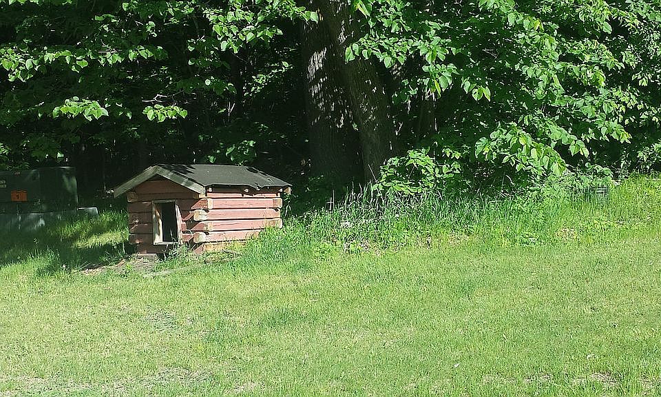 dog house