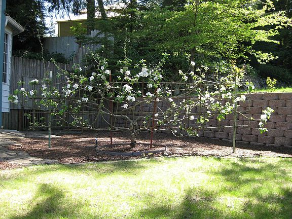 Lovely artisan apple tree