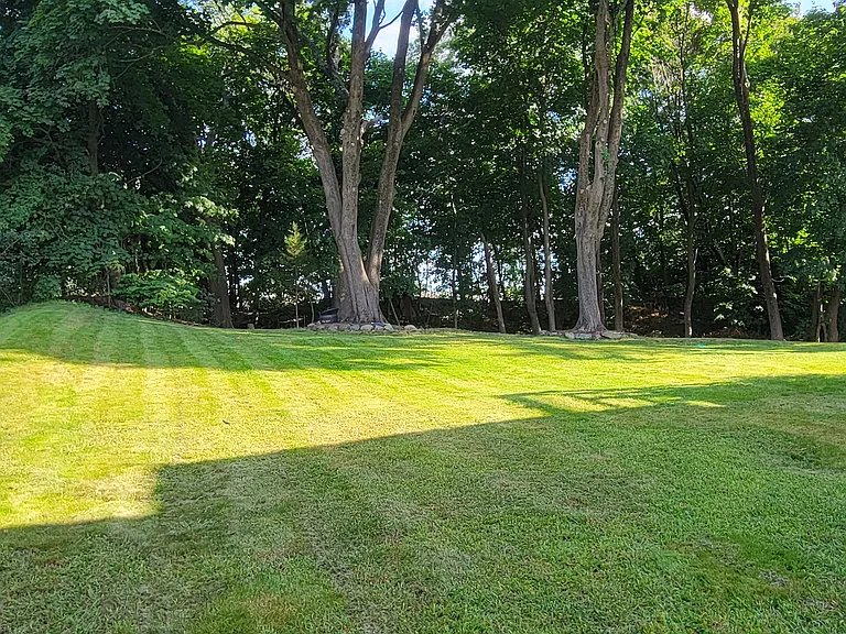 back yard