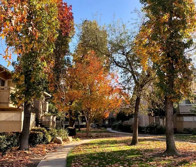 Valley Oak — Photo 10
