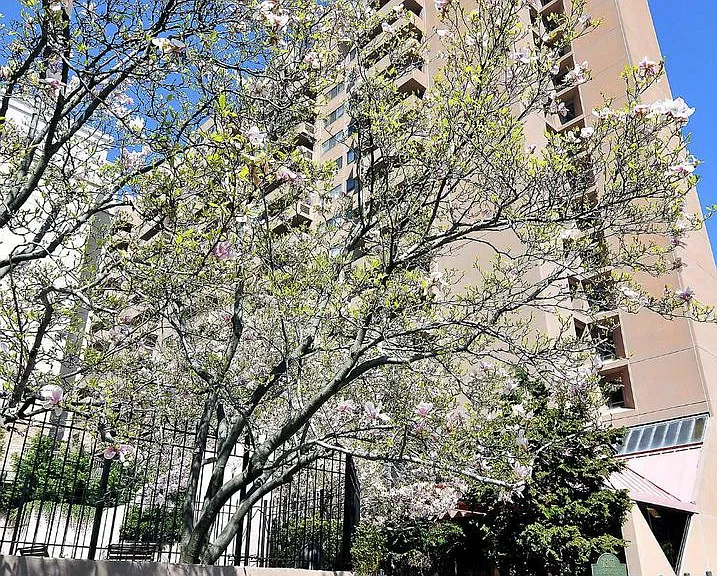 1301 N Ct #812 — Photo 36