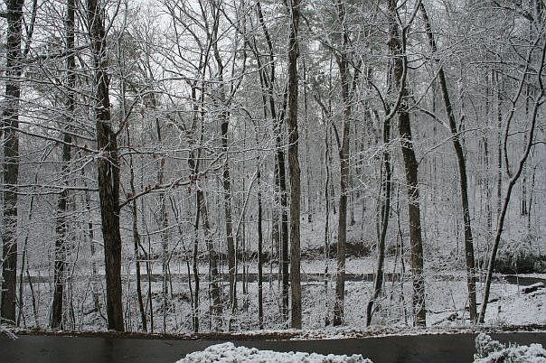 Rare Snowday