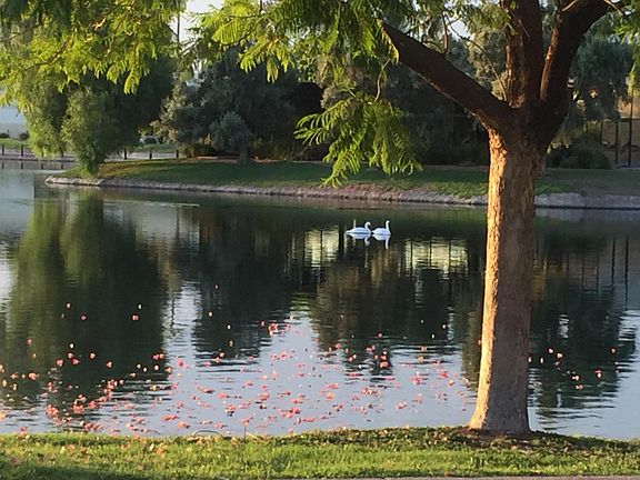 Your view out from the great room - ducks n' geese daily
