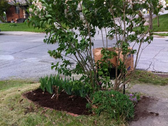 perennials in the front