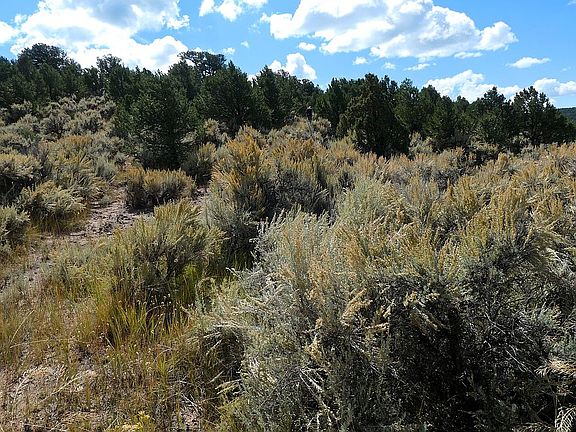 Lots of pinion & some cedar.