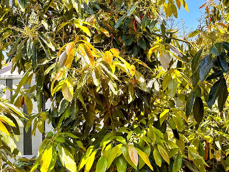 Avocado Tree!