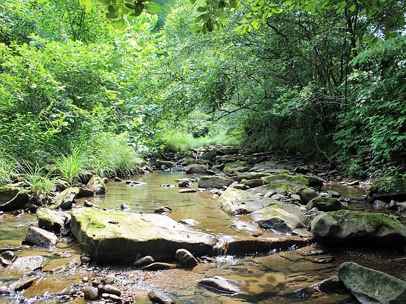 Beautiful year-round stream along the eastern boundary