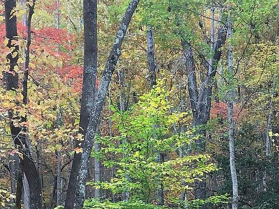 5th image of 640 Possum Holler Trl