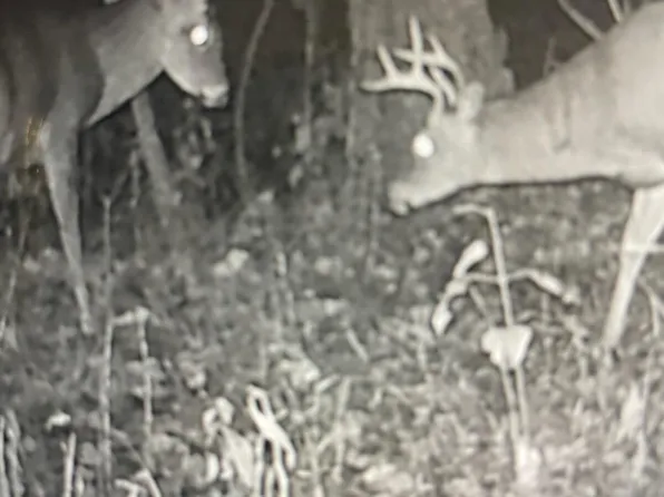 271 Bluebird Ln, Hyden, KY 41749