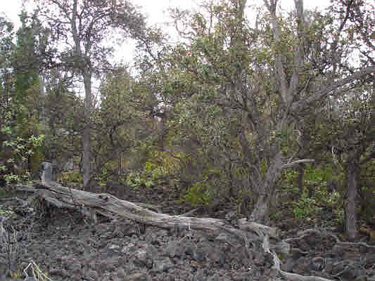 5th image of Sea Breeze Pkwy Lot 5