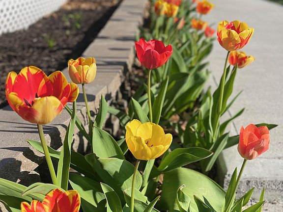 Tulips come up in the front every spring!
