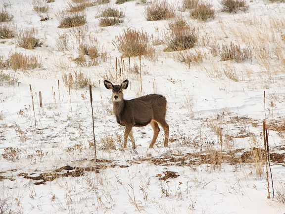 Deer near our front porch