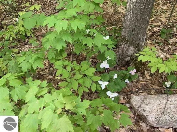 W Falmouth Rd, McBain, MI 49657