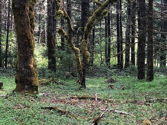4th image of 56740 McKenzie Hwy
