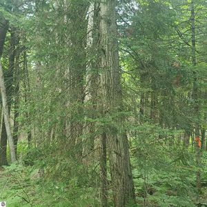 Us Highway 131 SW, Kalkaska, MI, 49646