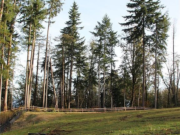 Wonderful Trees in the Open Space.