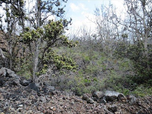 2nd image of Pineapple Pkwy Lot 25