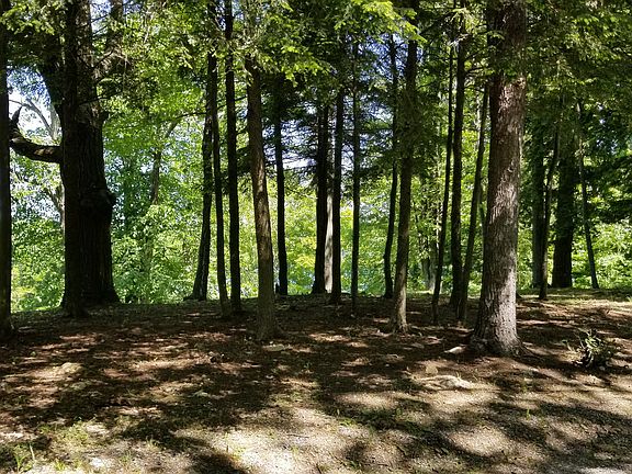 Shady Area of the Lot