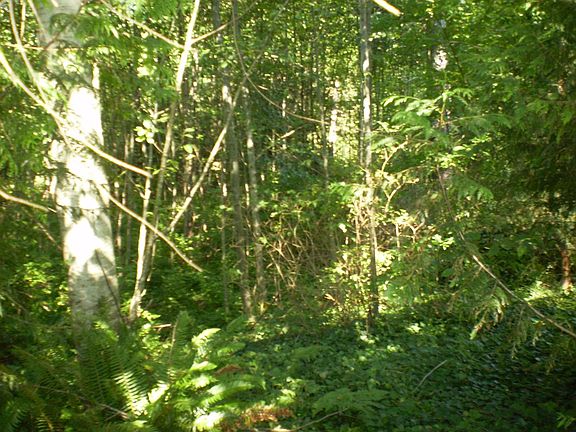 lightly Treed
