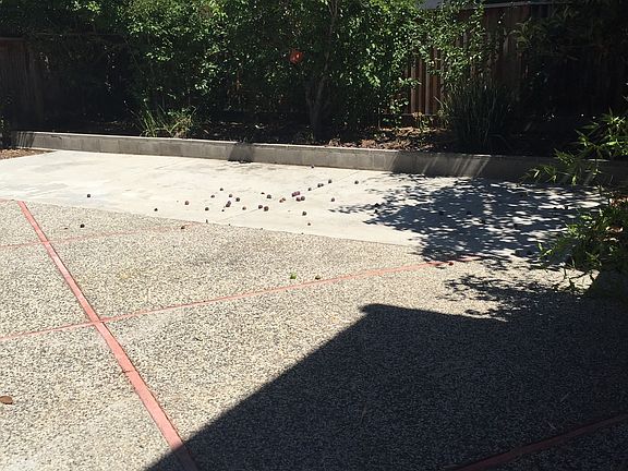 Backyard with fruit tree