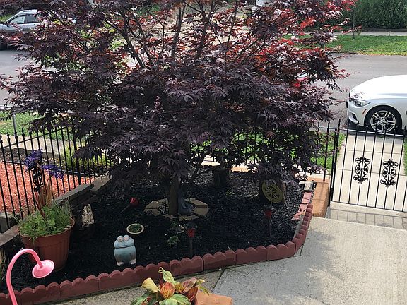 Front trees Japanese maple tree