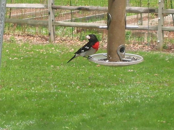 Rose-breasted Grosbeak @ feeder