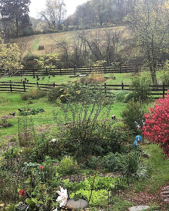 Backyard in Spring