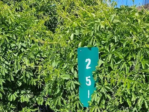 251 Kinder Ave, Greenville, CA 95947