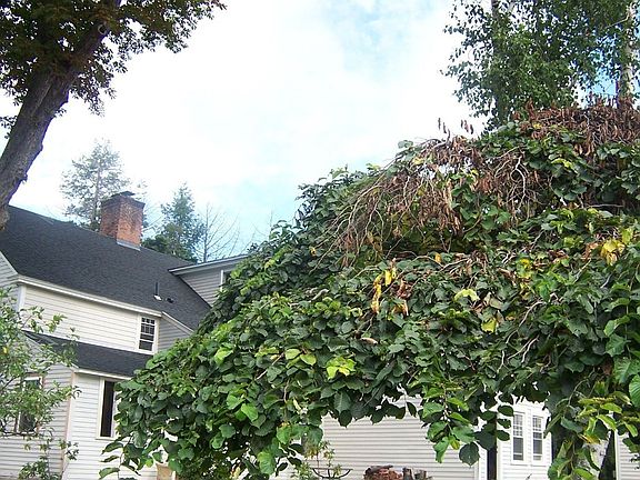 From Devon Road-Mature plantings and Chestnut Tree