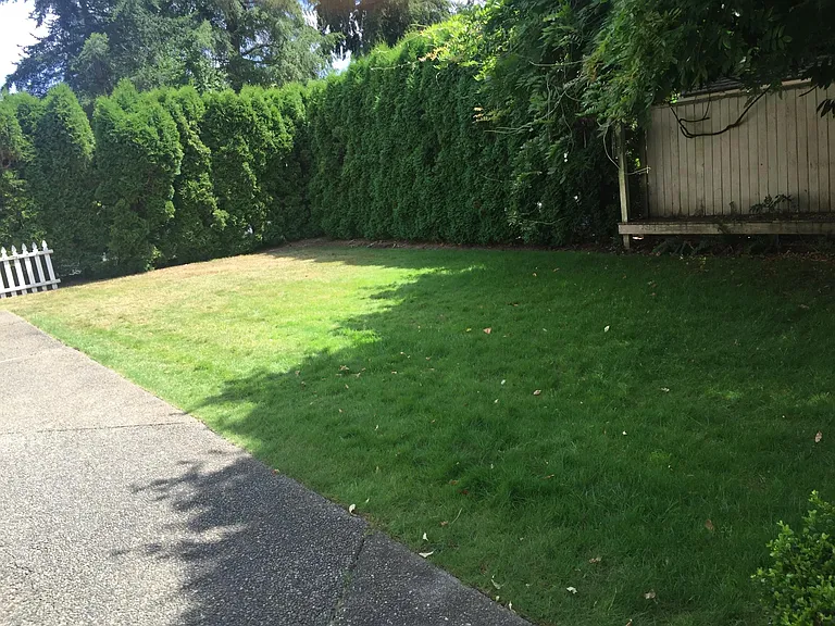 Back yard