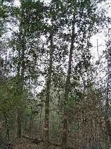 1st image of 395 Sparkleberry Blvd