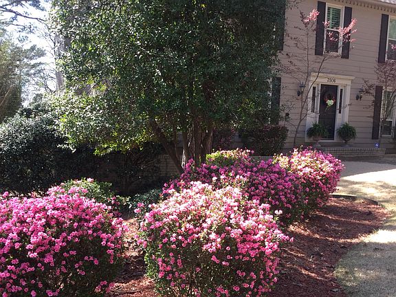 Springtime azaleas.