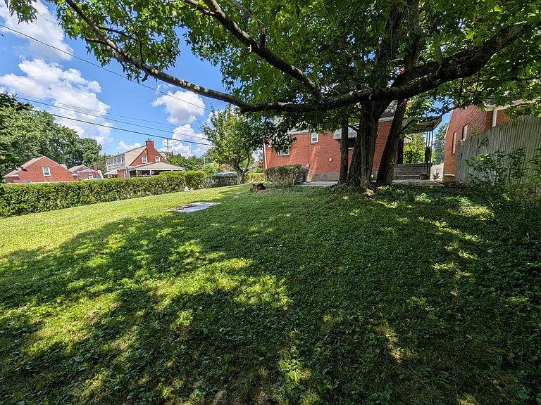 hedged in back yard