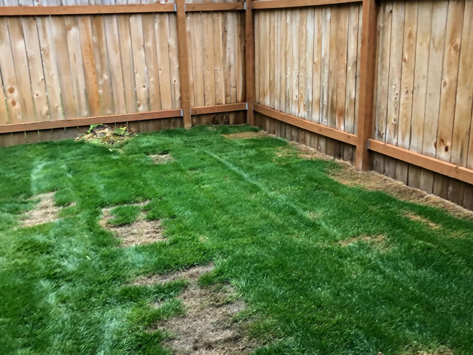 2 bed, 800 sqft, $1,495 — Photo 4