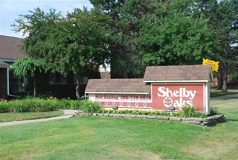 shelby11