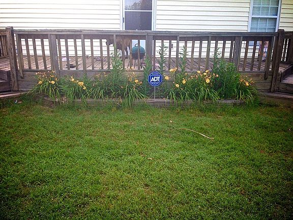 Daffodils, Stargazer lily  