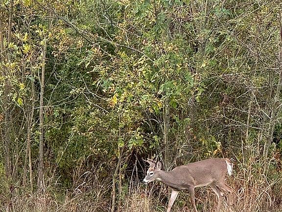 Backyard Wildlife