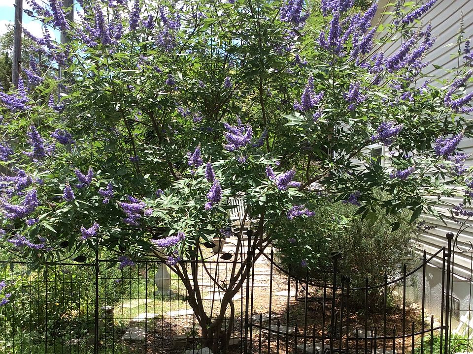 Back yard TX Lilac.
