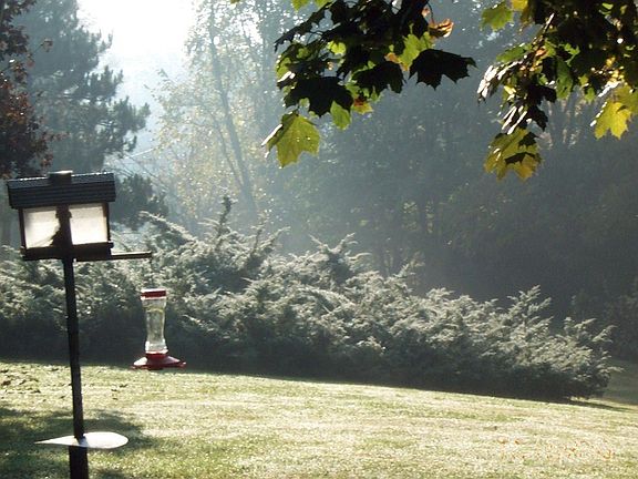 Morning dew on juniper