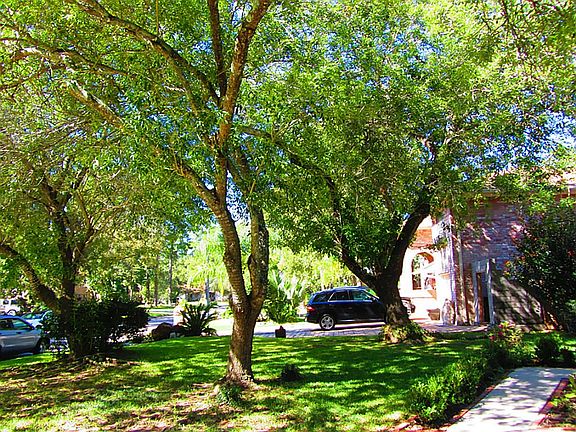 Beautiful Trees with Great Shade!