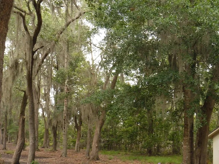 nicely wooded lot.. this is part of the many shared spaces on the property