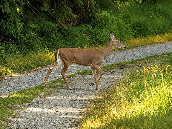 3rd image of TBD Hemlock