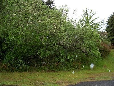 2nd image of 569 Weatherwax Loop NE