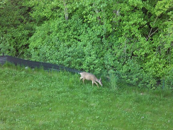 Deer in back yard