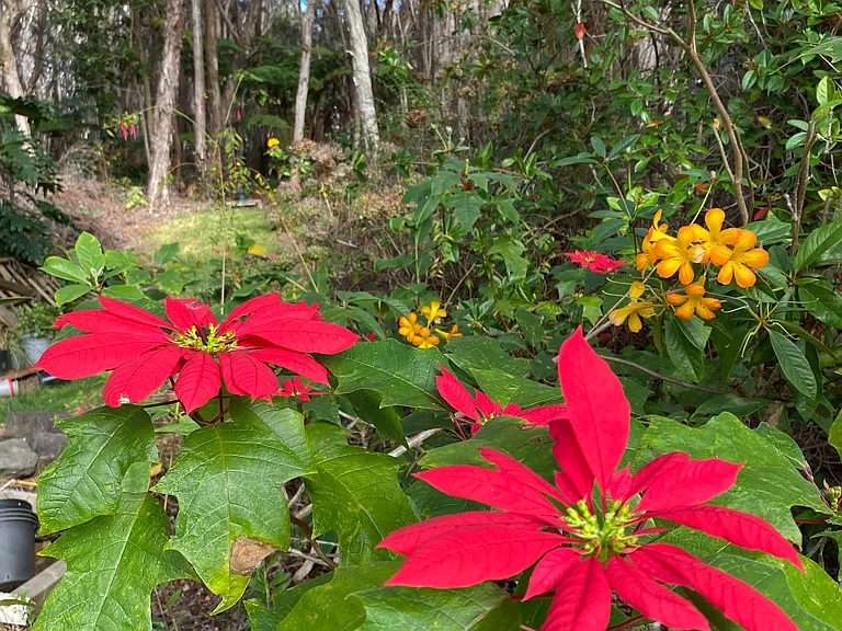 Flowers bloom year round throughout the yard and forest. Poinsettias, orchids, rhododendrons, hydrangeas, azaleas, amaryllis, protea, hibiscus, and many more!