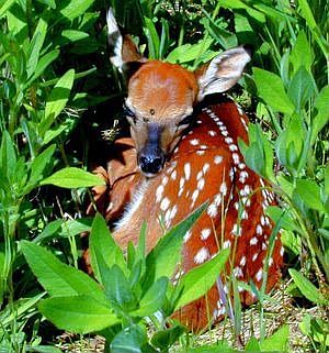 New fawn in wildflower meadow