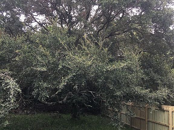 Nice large Live oak in back